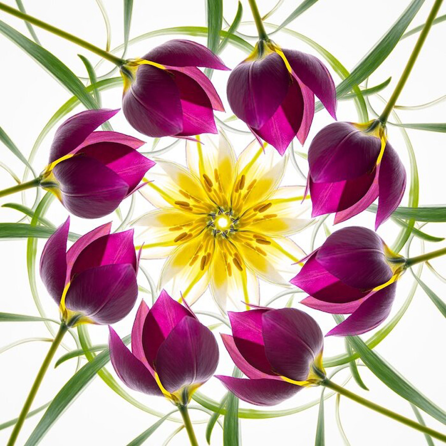 Winner | Plants & Fungi