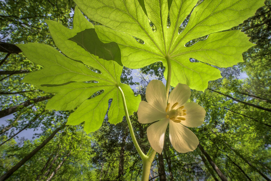 Finalist | Plants & Fungi