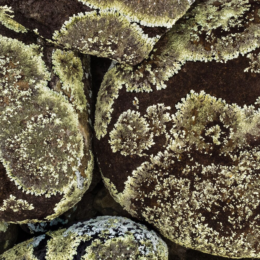 Finalist | Plants & Fungi