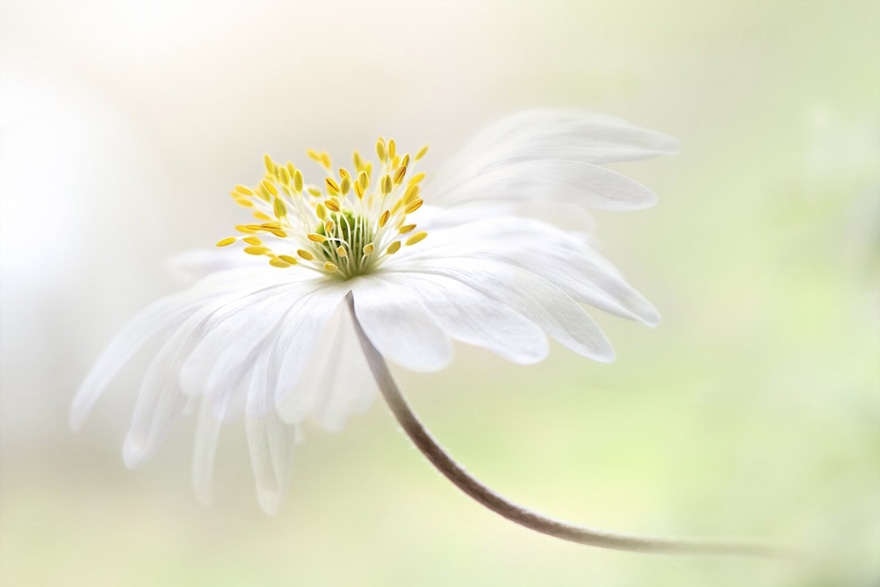 Finalist | Plants & Fungi