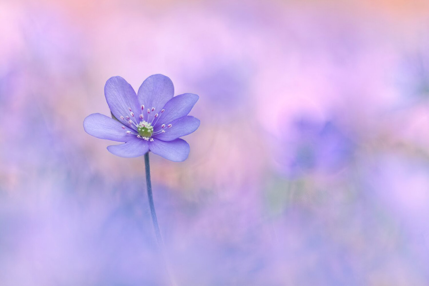 Finalist | Plants & Fungi