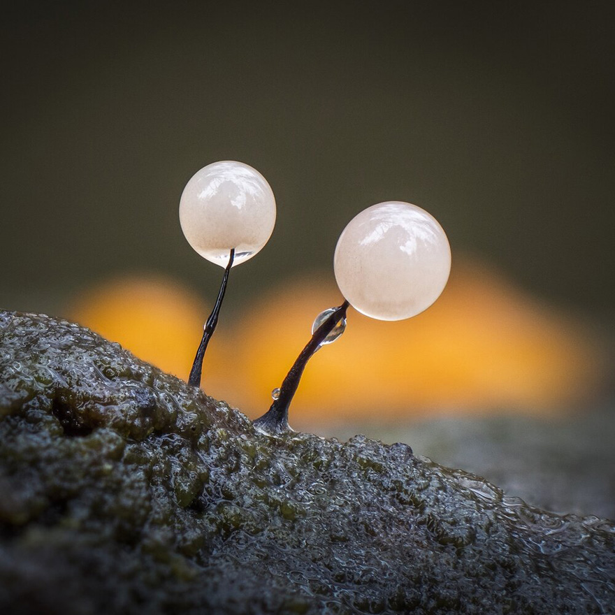 Finalist | Plants & Fungi