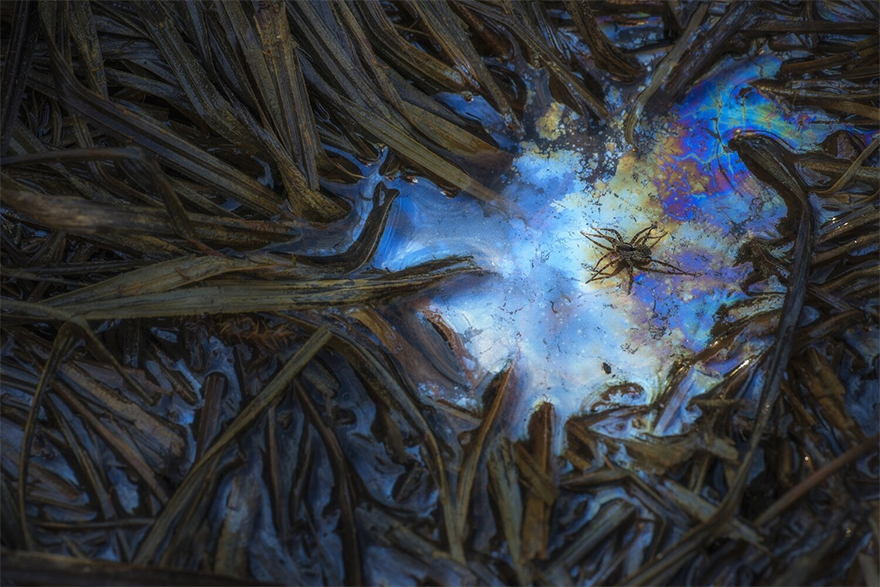 2nd place winner | Animals