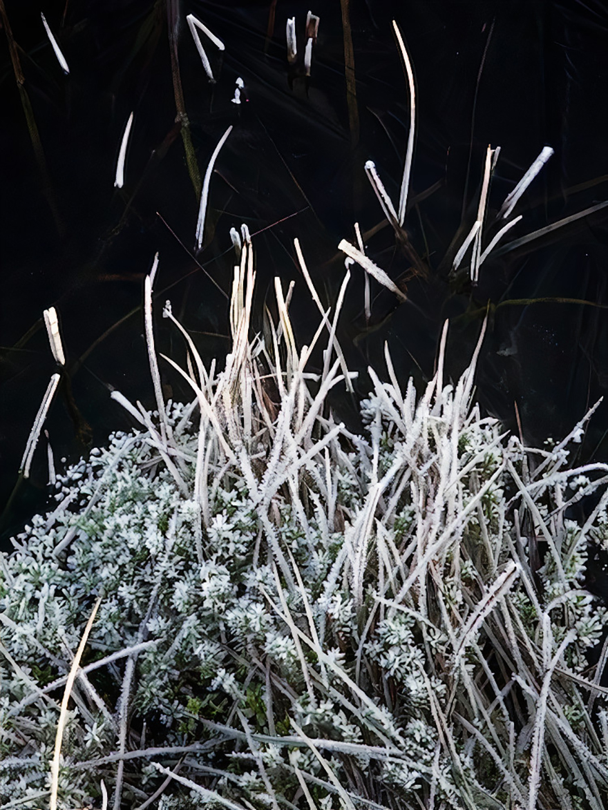 Finalist | Intimate Landscape