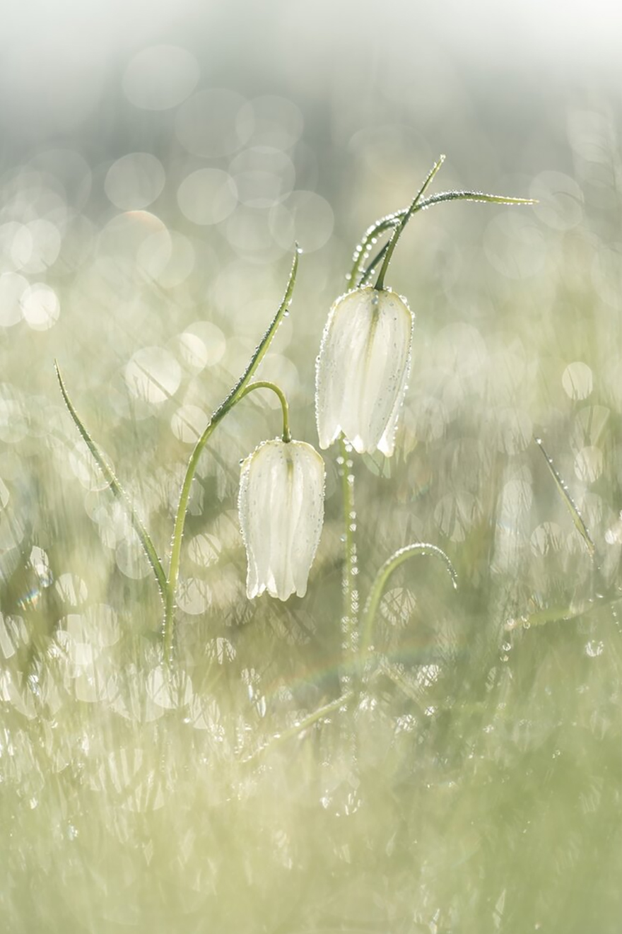 Finalist | Plants & Fungi