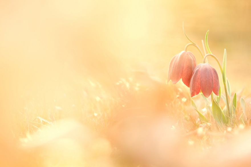 Finalist | Plants & Fungi