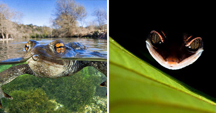 See 30 Winners Of The Close-Up Photography Of The Year 2020 Competition