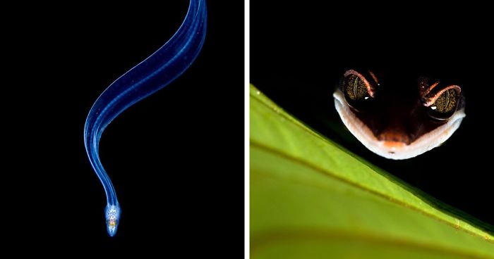 See 30 Winners Of The Close-Up Photography Of The Year 2020 Competition