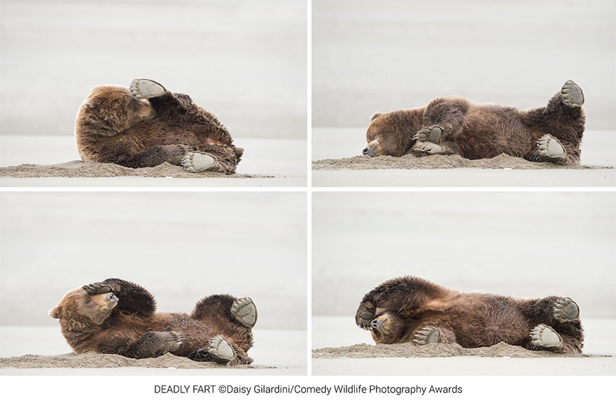 Amazing Internet Portfolio Award Winner: "Deadly Fart" By Daisy Gilardini