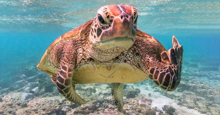 The Winners Of The 2020 Comedy Wildlife Photography Awards Have Been Announced And They Will Crack You Up