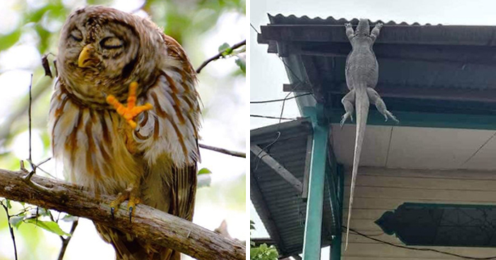 This Facebook Group Is All About Crappy Wildlife Photos And They Are So Bad They’re Good (50 Pics)