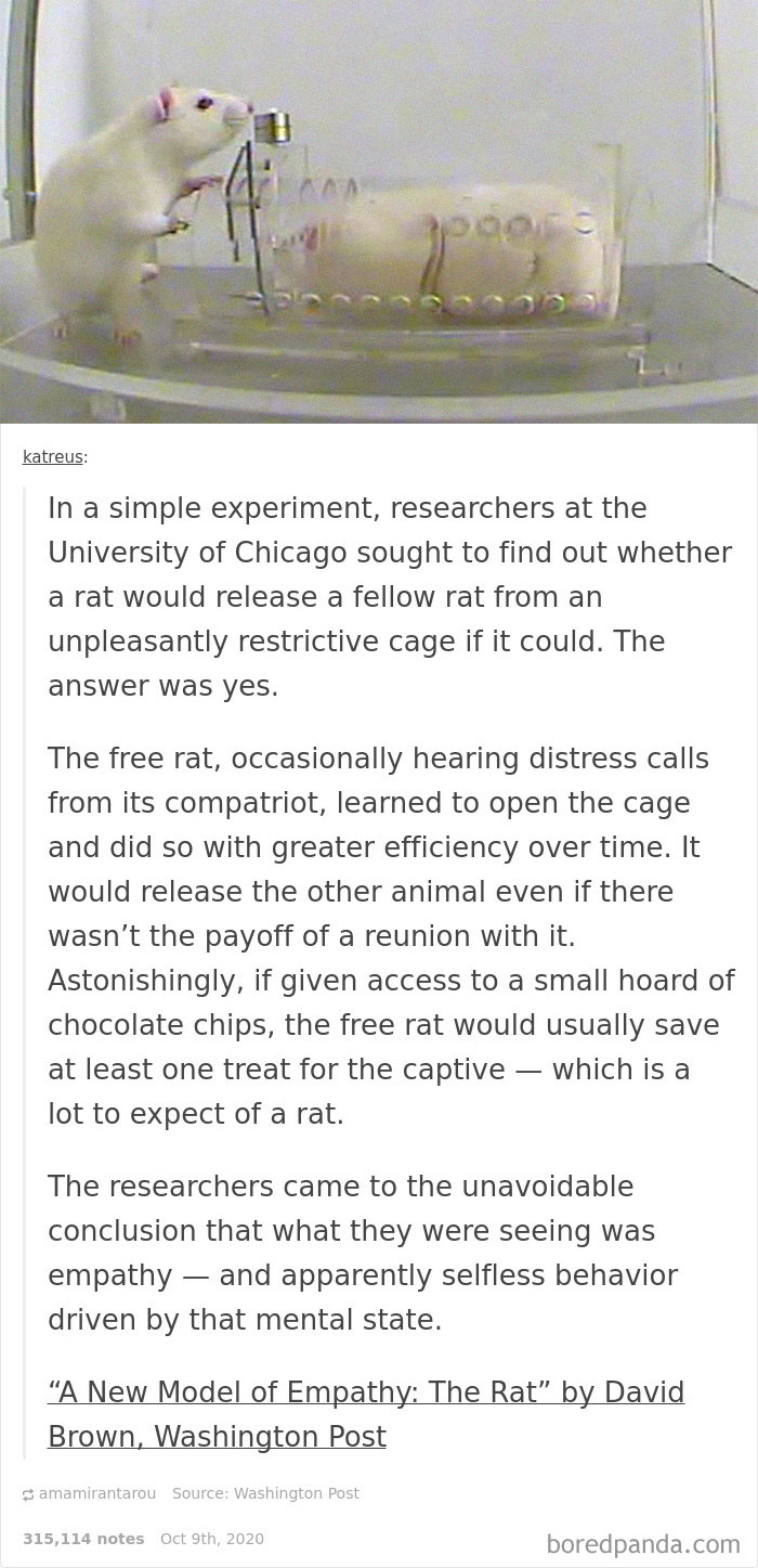 Two rats demonstrate empathy as one frees another from a restrictive cage in a lesser-known animal fact experiment.