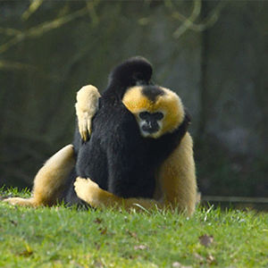 faniceangatia avatar