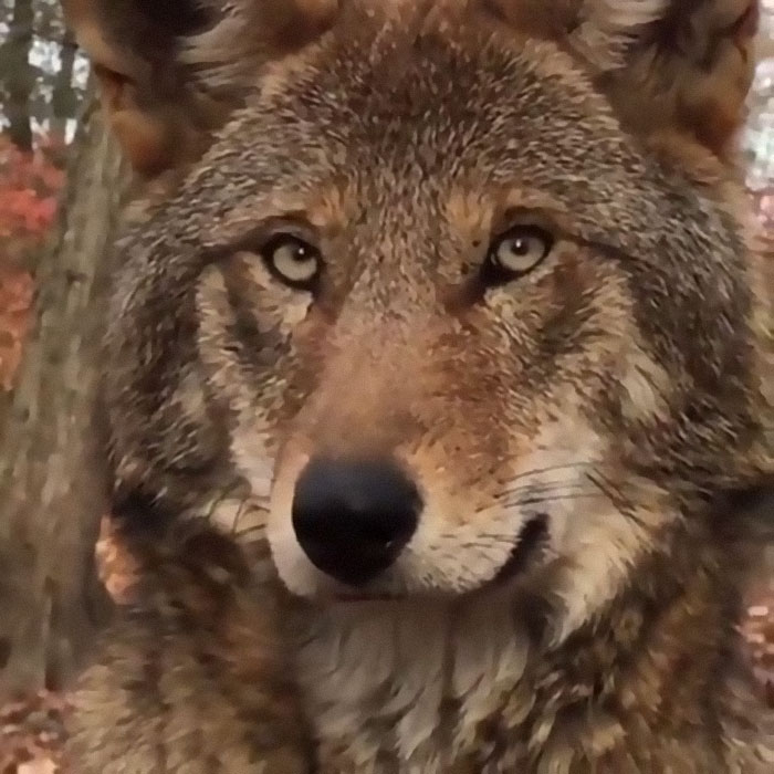 Close-up of a wolf in a forest showcasing lesser-known facts about animals that inspire awe and curiosity.