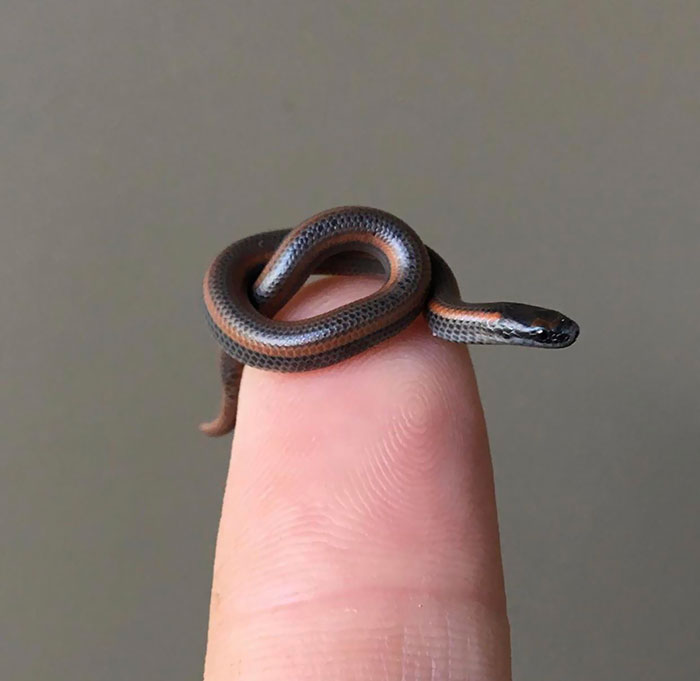 1 Day Old Snek