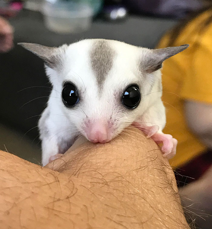 This Beautiful Boy Is A Month Out Of Pouch Today