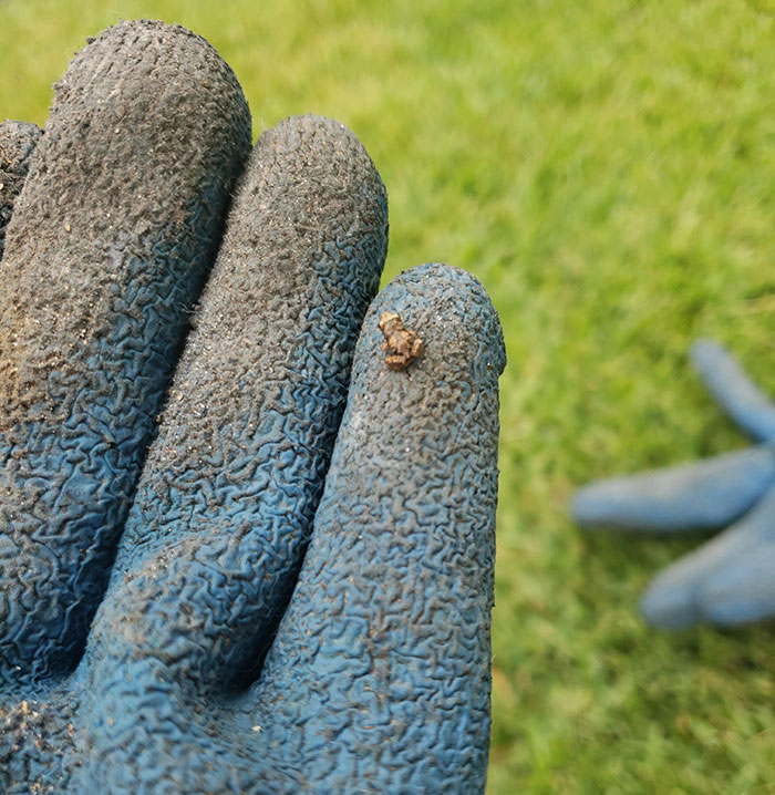 Found This Illegally Smol Froggo Outside