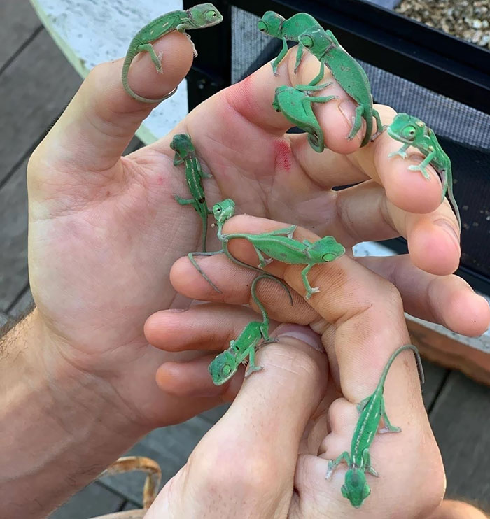 Lots Of Tiny Animals On Lots Of Fingers