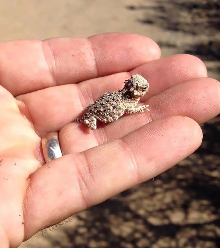 A Baby Horned Lizard