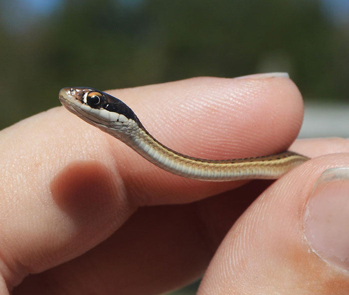 I Found A Tiny Noodle In The Pool This Morning