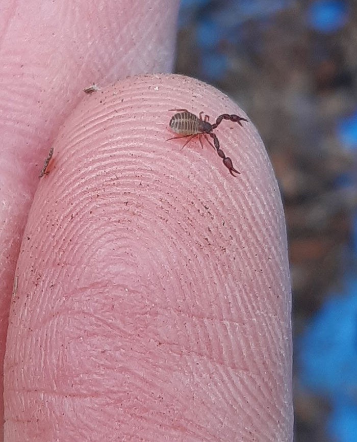 I Found A Pseudoscorpion Yesterday