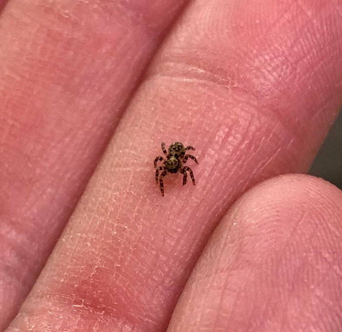 Teeny Spooder I Found In My Kitchen