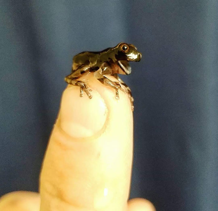 We Have The Same Expression For 2020. "Anotheca Spinosa" Spiny Head Tree Frog Metamorph