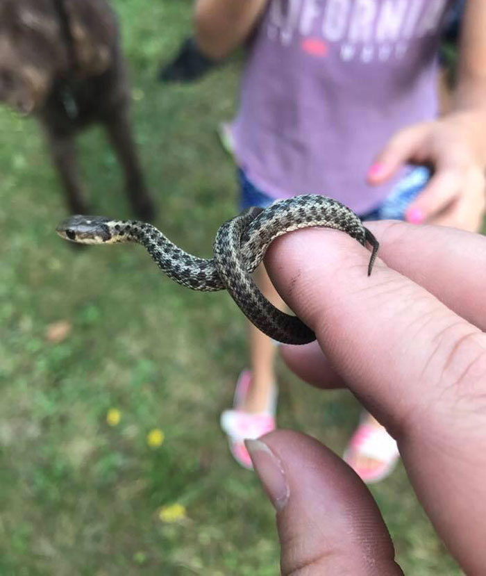 Wild Baby Snek Does A Knot
