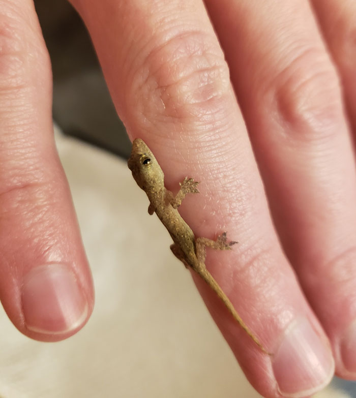 My Parents Recently Visited Costa Rica, Came Back Home To Iowa And Found This Guy Hiding In Their Clothes