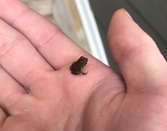 Met This Tiny Unit Today. Its Name Is Lollihops