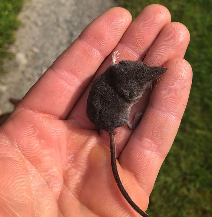 Another Victim Saved From My Killer Kitty, I Think It’s Vile Of Some Sort. I Sent Him On His Way In The Blackberries Away From My House And Wished Him Luck