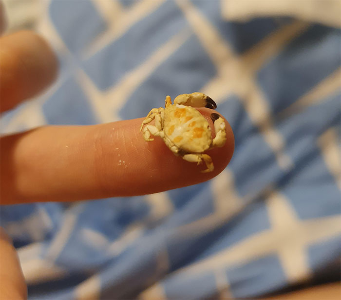 Little Crab