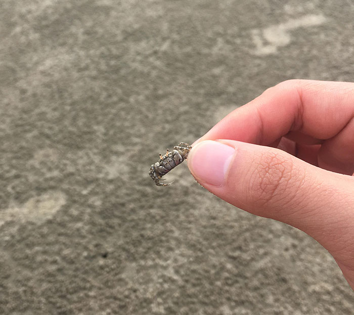 Tiny Crab Staring Right Back At You