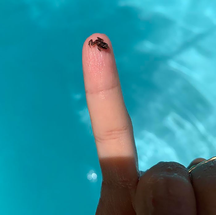 Rescued This Little Guy Swimming In The Pool