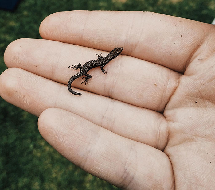 These Guys Live In My Garden And Bask On The Cement
