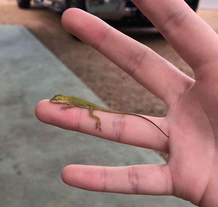 Little Friend Who Crawled Up My Leg On A Camping Trip. He Rested There For A Good Few Minutes