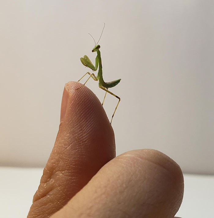 Looks As If He Has Summited A Mountain