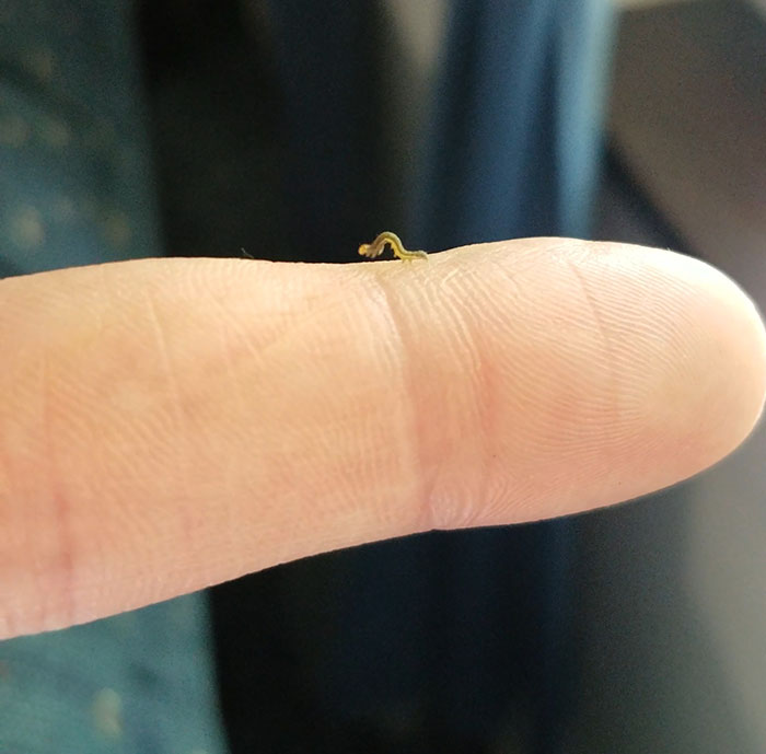 Teenie Tiny Little Inchworm I Found Today