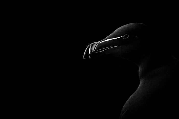 Highly Commended: 'Torda' By Jean-Marie Ville