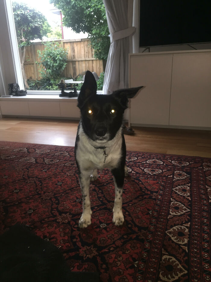 My Dog Becomes A Demon Every Time The Flash Goes Off...