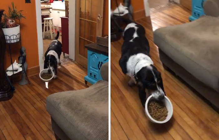 Viral TikTok Captures A Dog Calmly Carrying His Bowl Full Of Kibble To Eat It On The Couch, And People Relate To Him On A Spiritual Level Viral TikTok Captures A Dog Calmly Carrying His Bowl Full Of Kibble To Eat It On The Couch, And People Relate To Him On A Spiritual Level