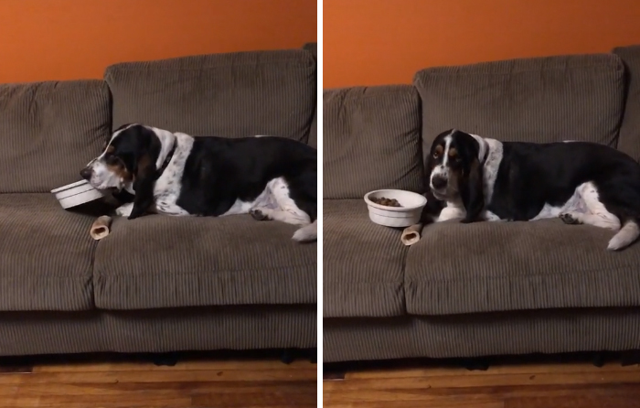 Viral TikTok Captures A Dog Calmly Carrying His Bowl Full Of Kibble To Eat It On The Couch, And People Relate To Him On A Spiritual Level Viral TikTok Captures A Dog Calmly Carrying His Bowl Full Of Kibble To Eat It On The Couch, And People Relate To Him On A Spiritual Level