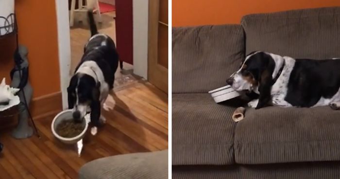 Viral TikTok Captures A Dog Calmly Carrying His Bowl Full Of Kibble To Eat It On The Couch, And People Relate To Him On A Spiritual Level