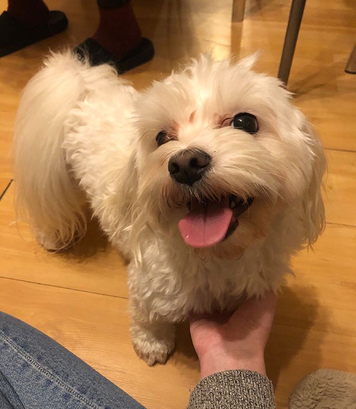 It Turns Out, Dogs React To You Saying 'I Love You' To Them According To This Research It Turns Out, Dogs React To You Saying 'I Love You' To Them According To This Research