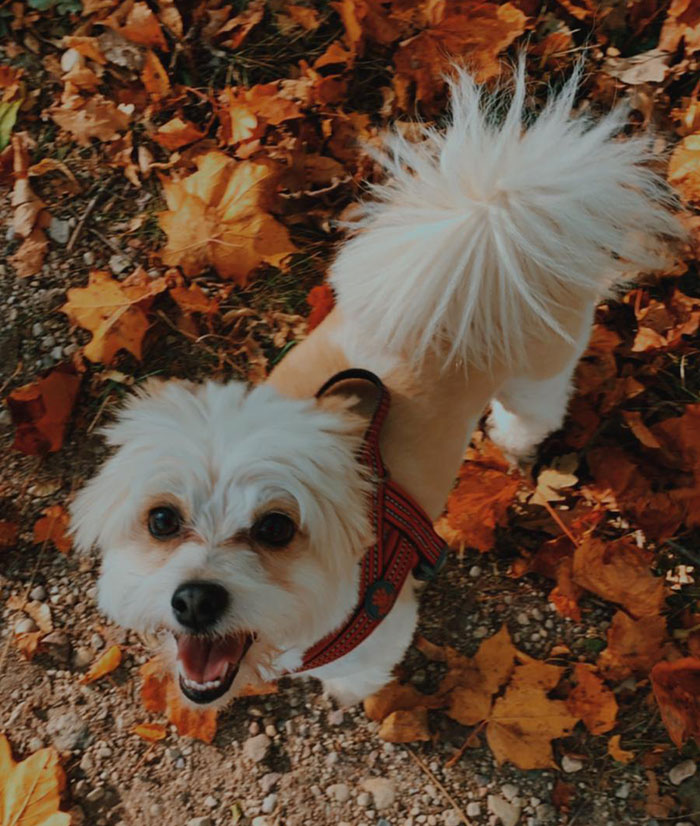 It Turns Out, Dogs React To You Saying 'I Love You' To Them According To This Research