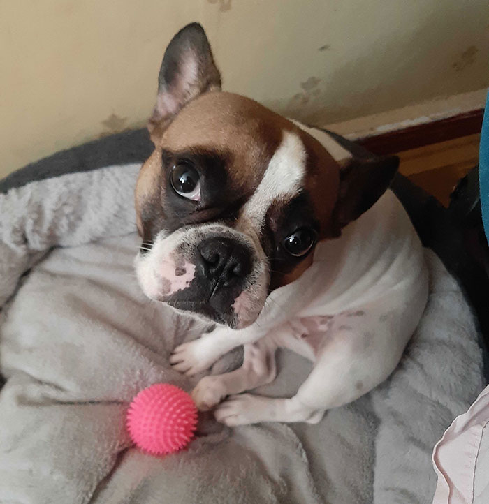 It Turns Out, Dogs React To You Saying 'I Love You' To Them According To This Research