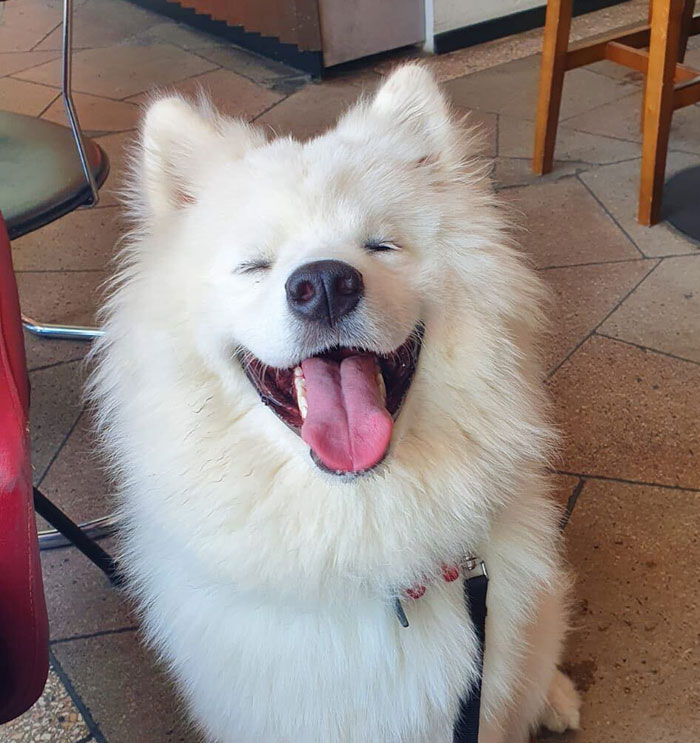 It Turns Out, Dogs React To You Saying 'I Love You' To Them According To This Research It Turns Out, Dogs React To You Saying 'I Love You' To Them According To This Research