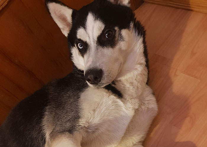 It Turns Out, Dogs React To You Saying 'I Love You' To Them According To This Research It Turns Out, Dogs React To You Saying 'I Love You' To Them According To This Research