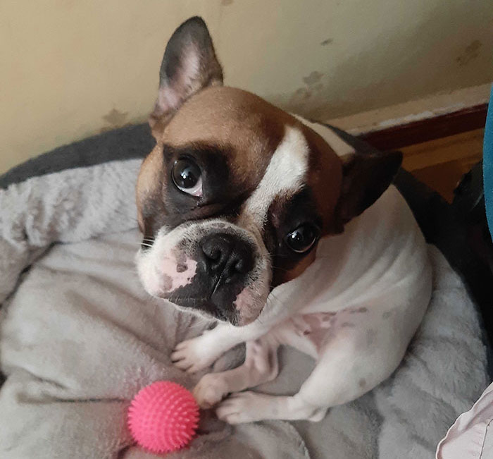 It Turns Out, Dogs React To You Saying ‘I Love You’ To Them According To This Research