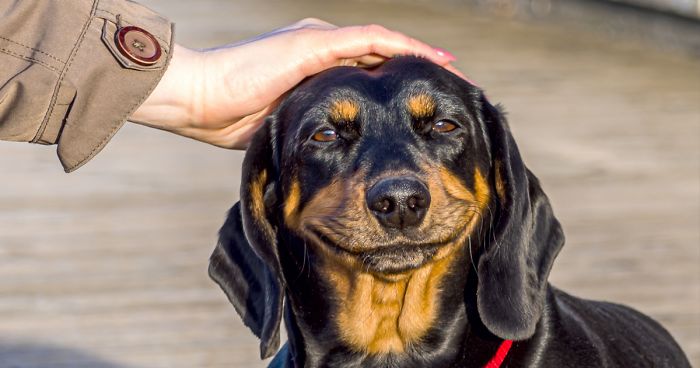 It Turns Out, Dogs React To You Saying ‘I Love You’ To Them According To This Research